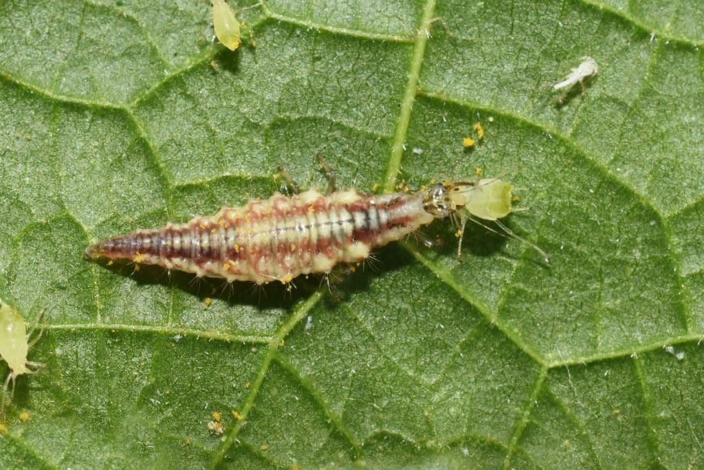 lacewing larvae eating aphid.