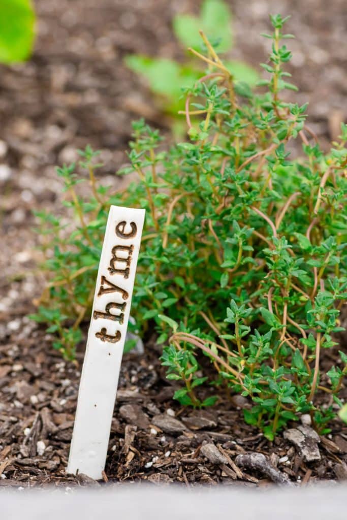 Thyme plant marker with thume plant.