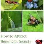 A variety of beneficial insects.