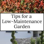 Photinia and gravel lawns are tips for a low-maintenance garden.