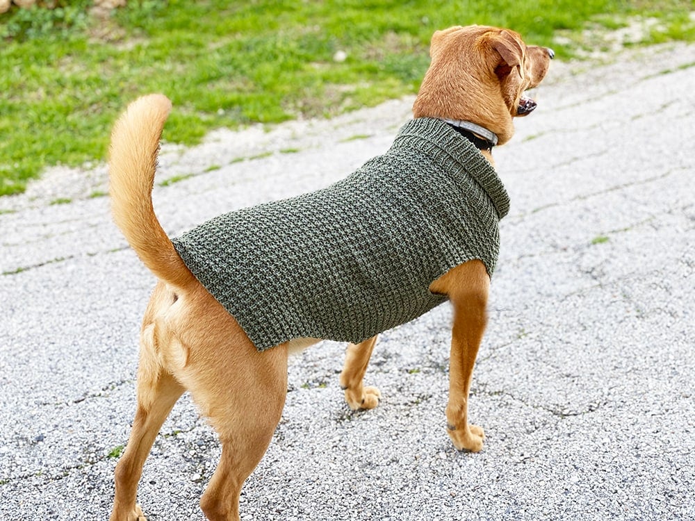 dog wearing sweater.