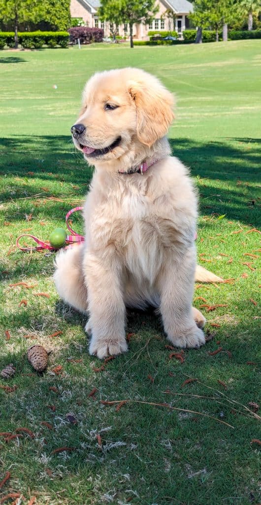 Puppy sitting in grass.