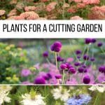 A variety of plants perfect for a cutting garden.