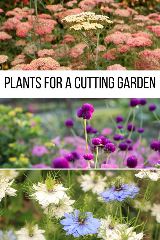 A variety of plants perfect for a cutting garden.