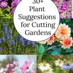 A variety of plants for a cutting garden.