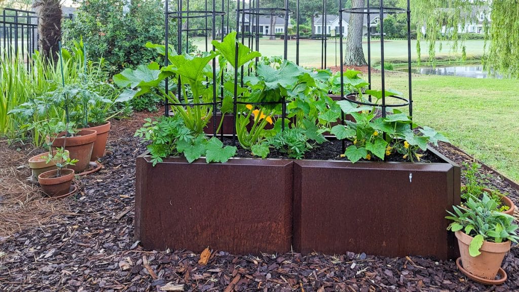 Vegetable Garden