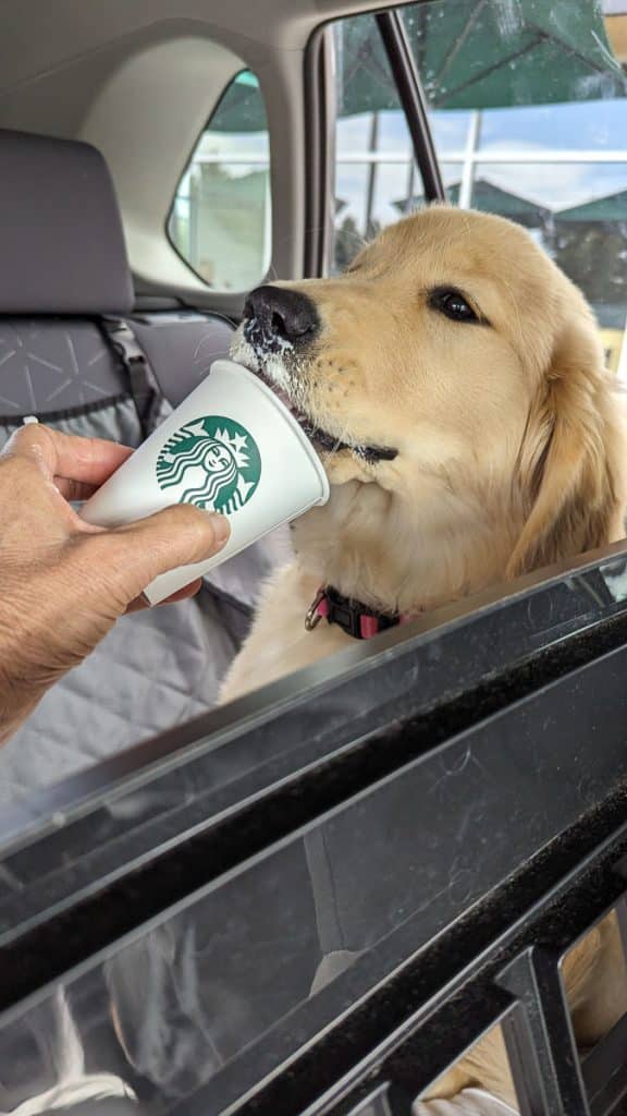 puppy with pup cup