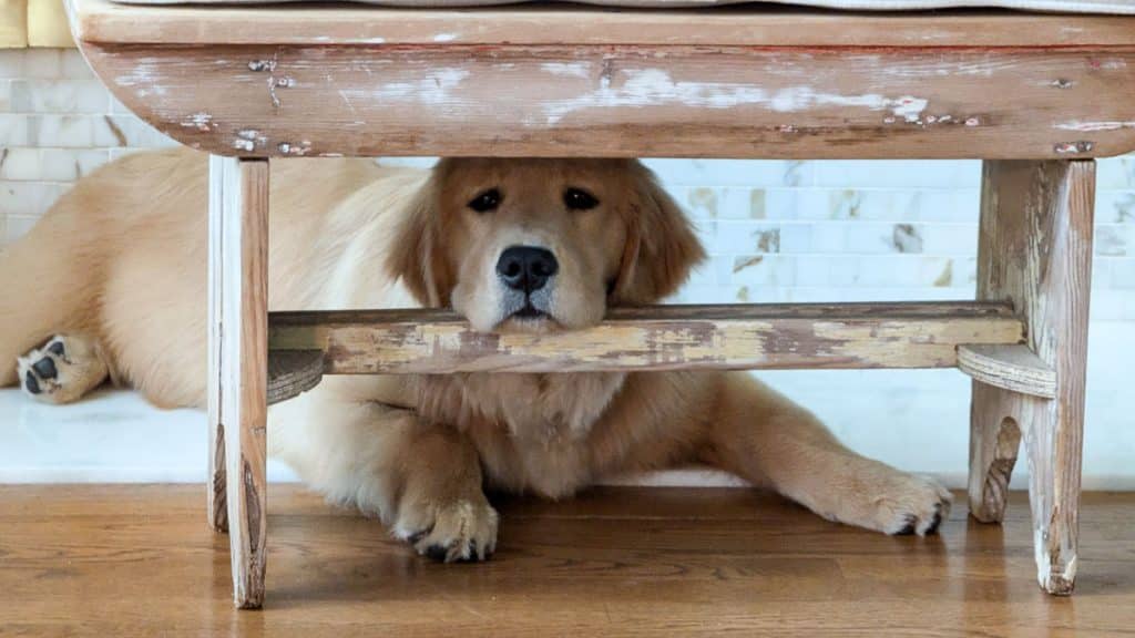 Dog under bench.