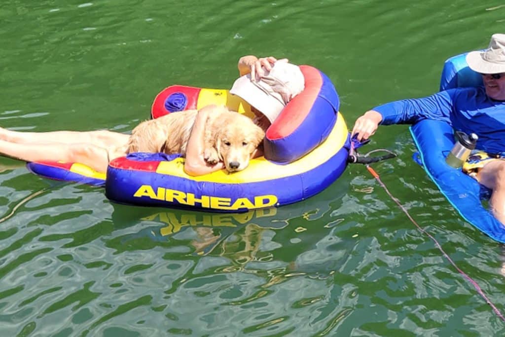 Dog on float in lake.