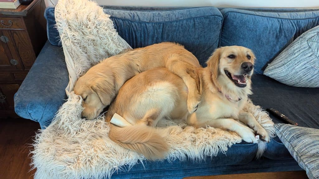 Two dogs on a blue sofa.