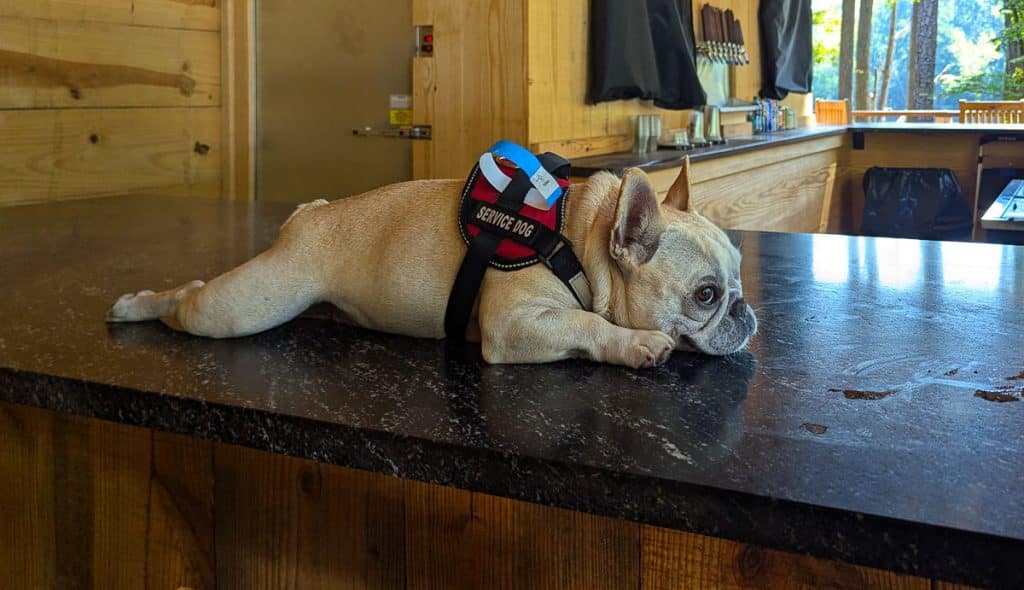 dog on bar.