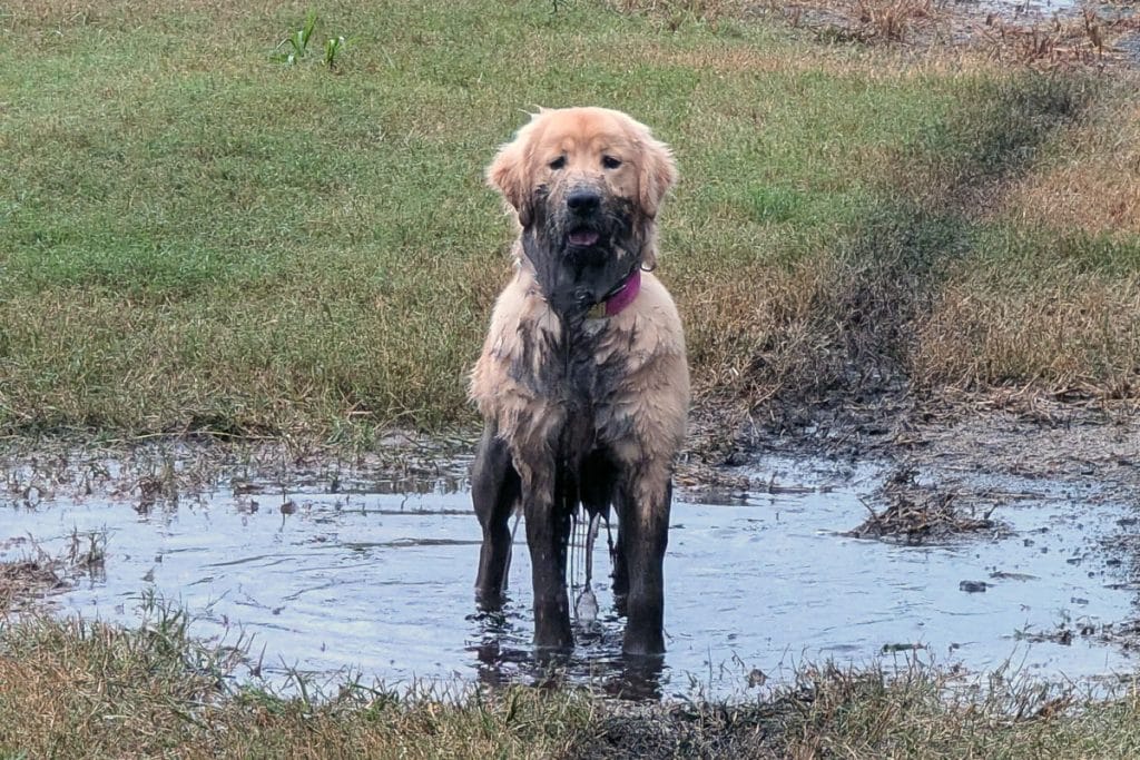 muddy dog