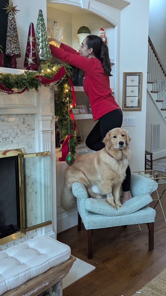 Dog in chair