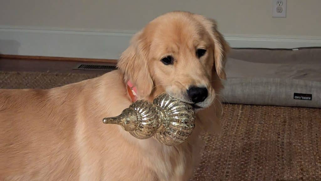 Dog with ornament