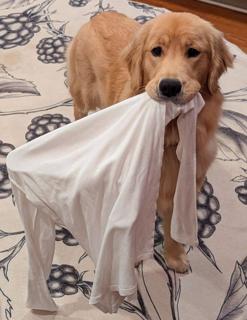 dog with shirt