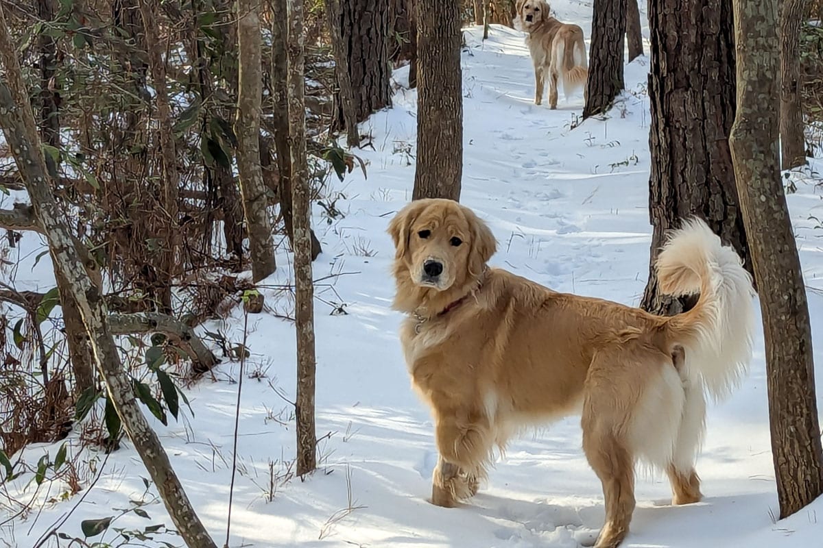 dogs in snow