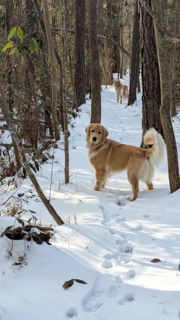 Dogs in snow in the woods.