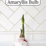 White amaryllis bulb with pink splatters.