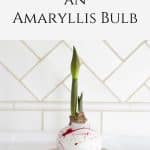 White amaryllis bulb with pink splatters.