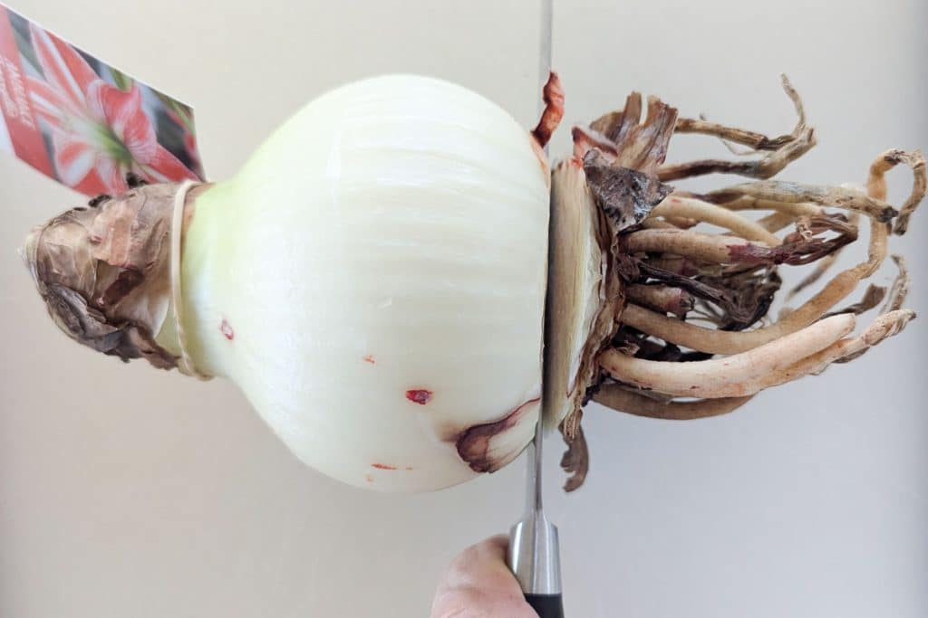 Cut Amaryllis bulb roots.