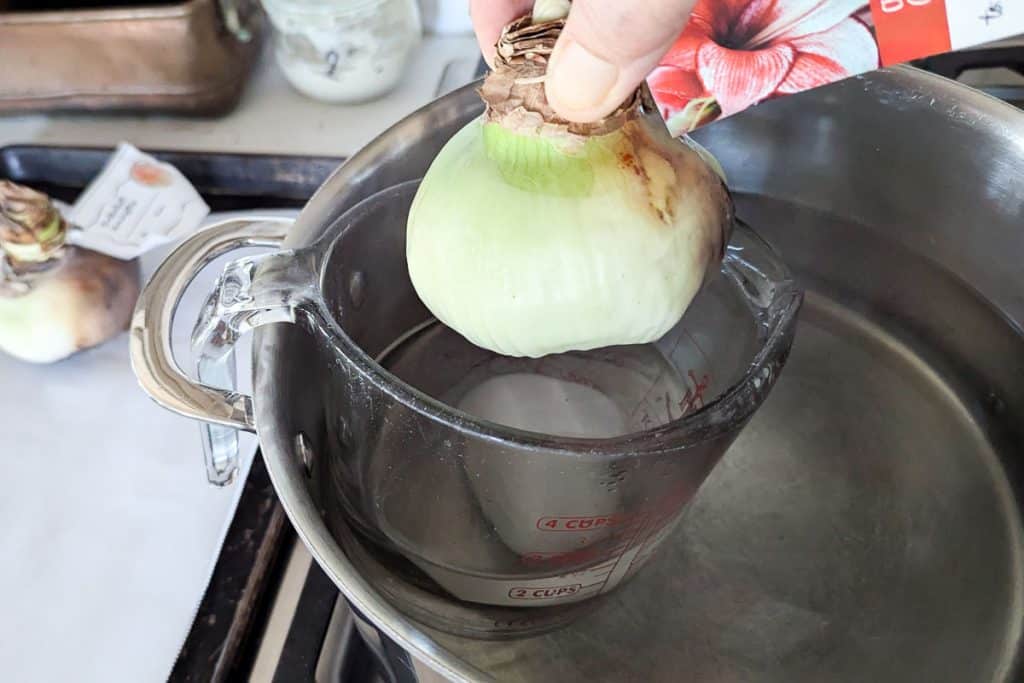 Dipping Amaryllis bulb in melted wax.