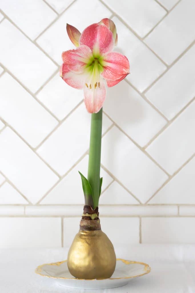 waxed amaryllis bulb