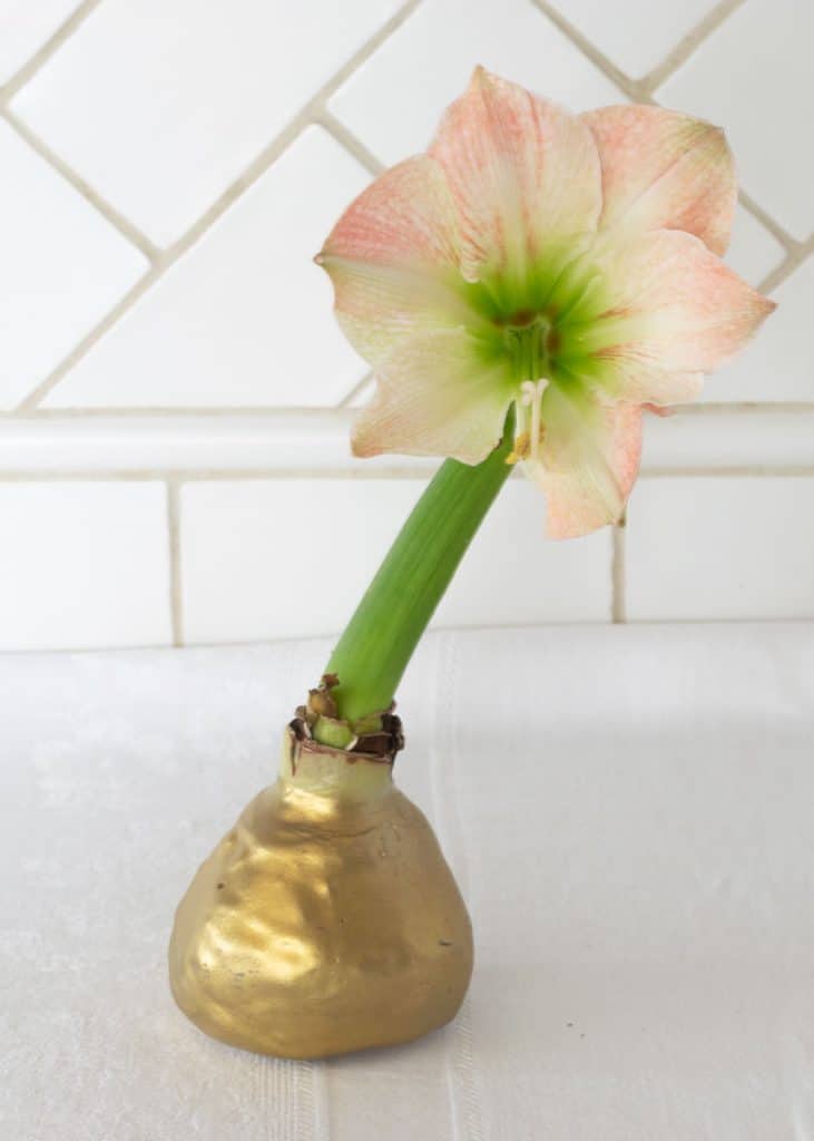 Crooked Amaryllis Bulb