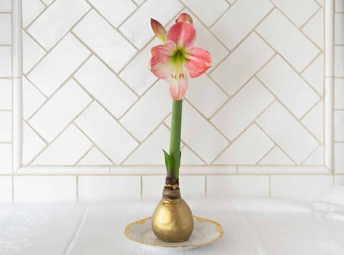 Waxed amaryllis bulb.