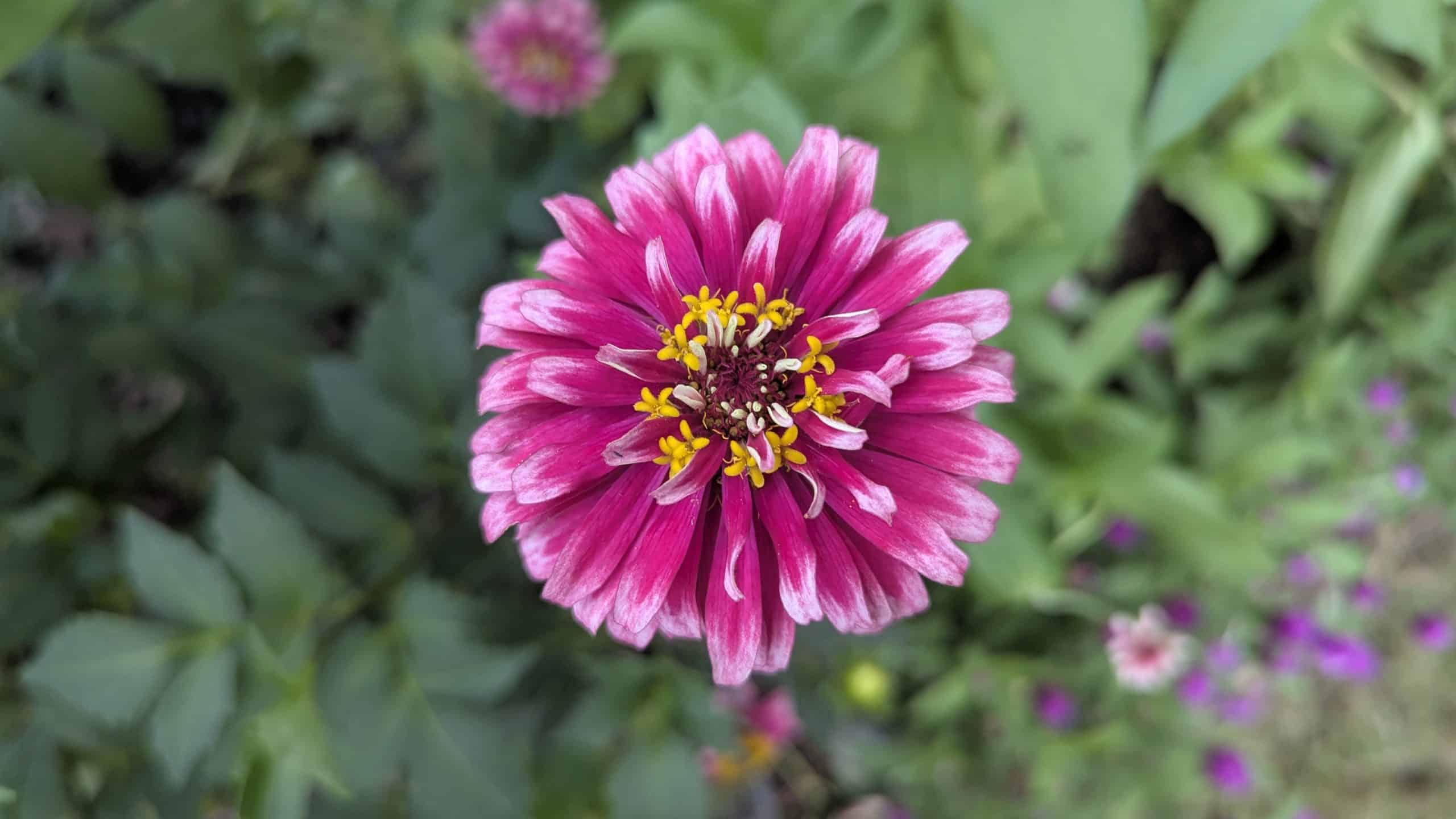 pink zinnia