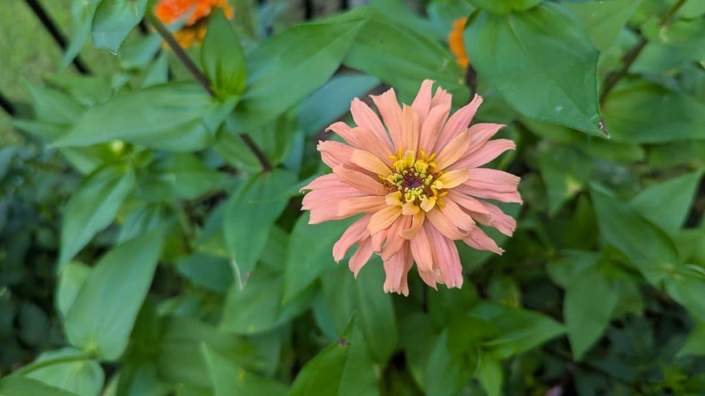 ZINNIA