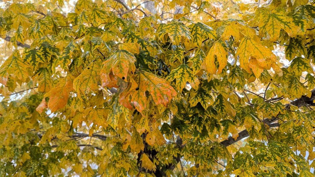 yellow leaves