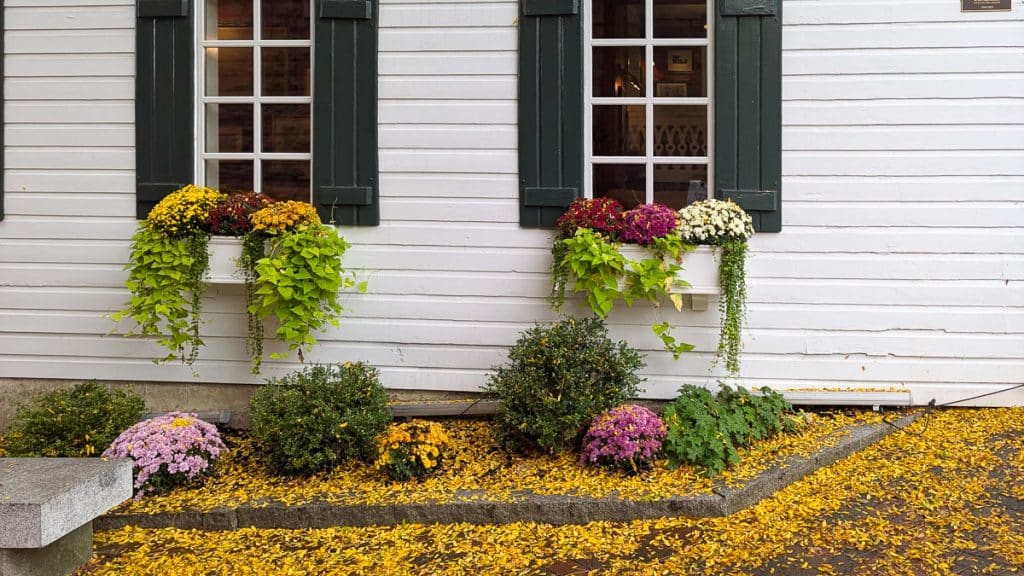 window boxes on house, with leaves on the ground.