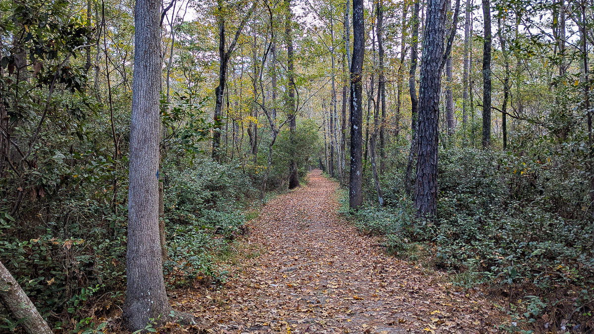 A trail through the woods.