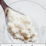 Milk kefir grains on a spoon.