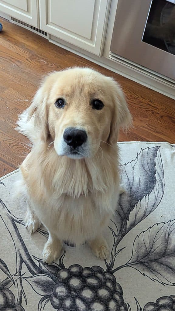 Elsa, a golden retriever.