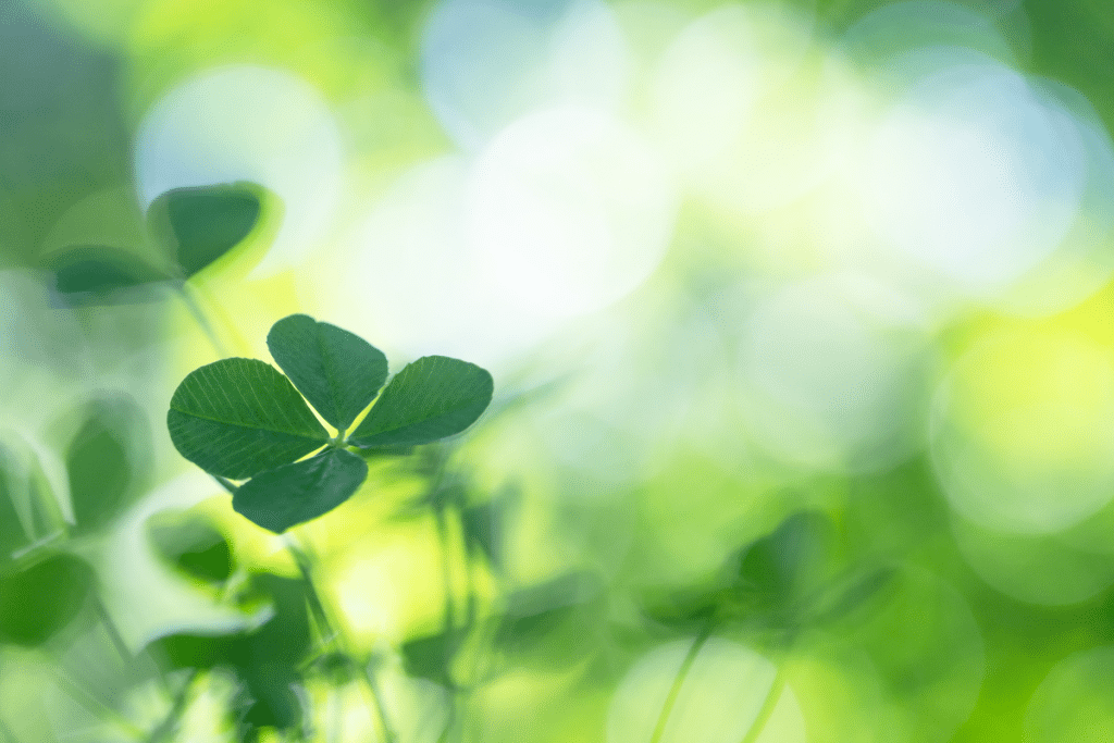 four-leaf clover