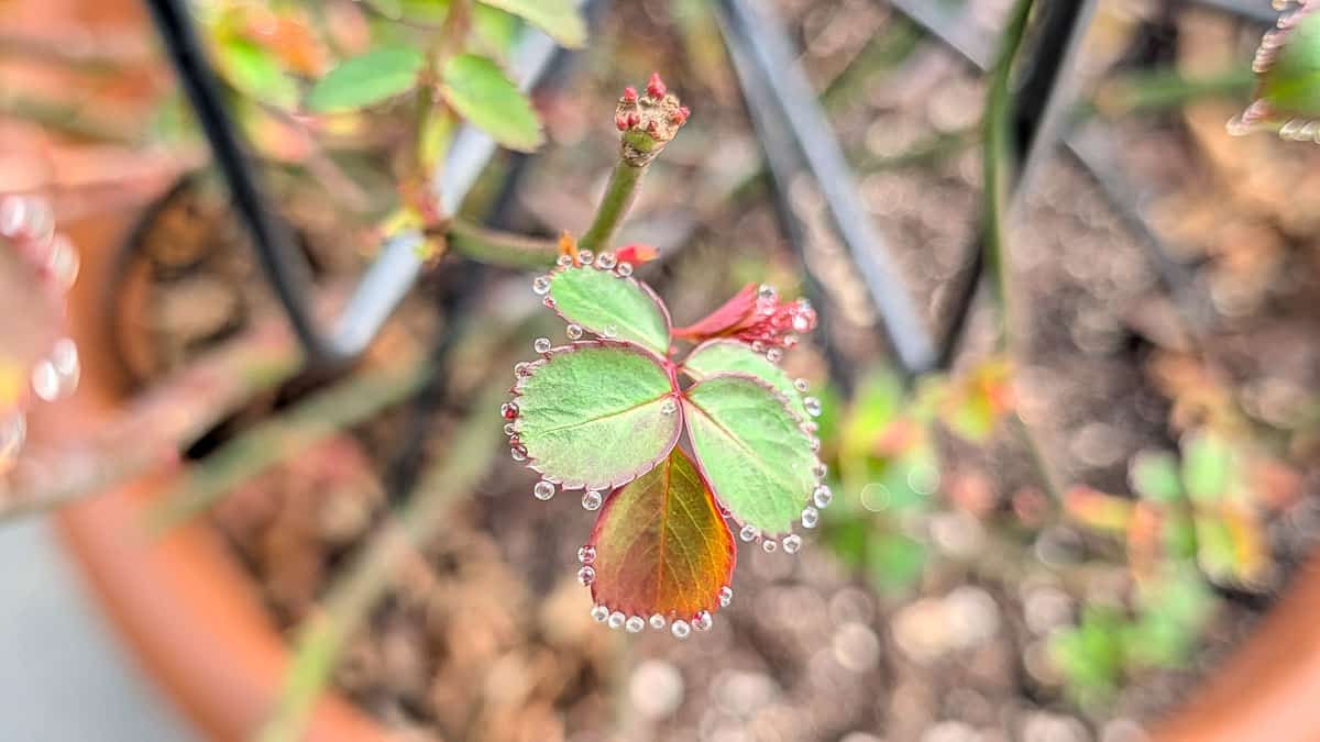 Dew on rose leaves