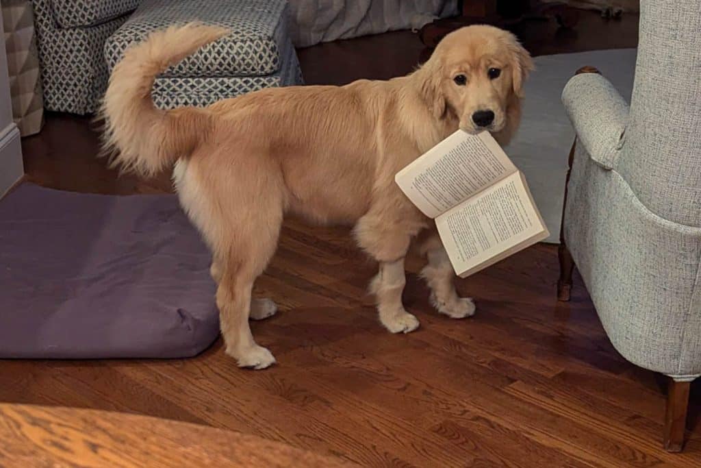 Dog with a book.