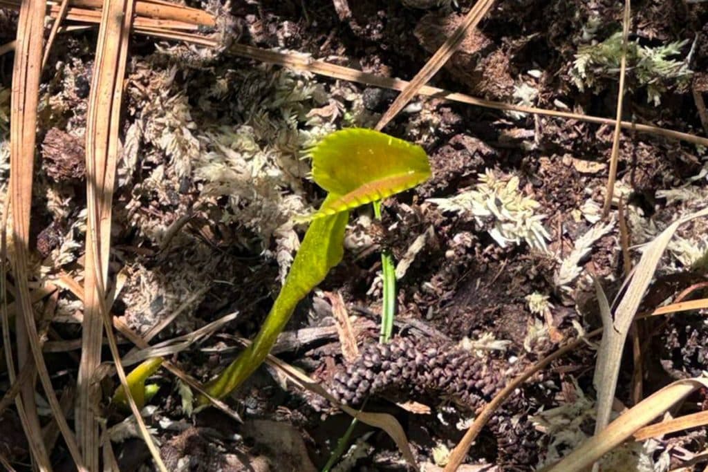 Venus Flytrap