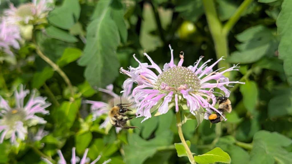 Bee Balm