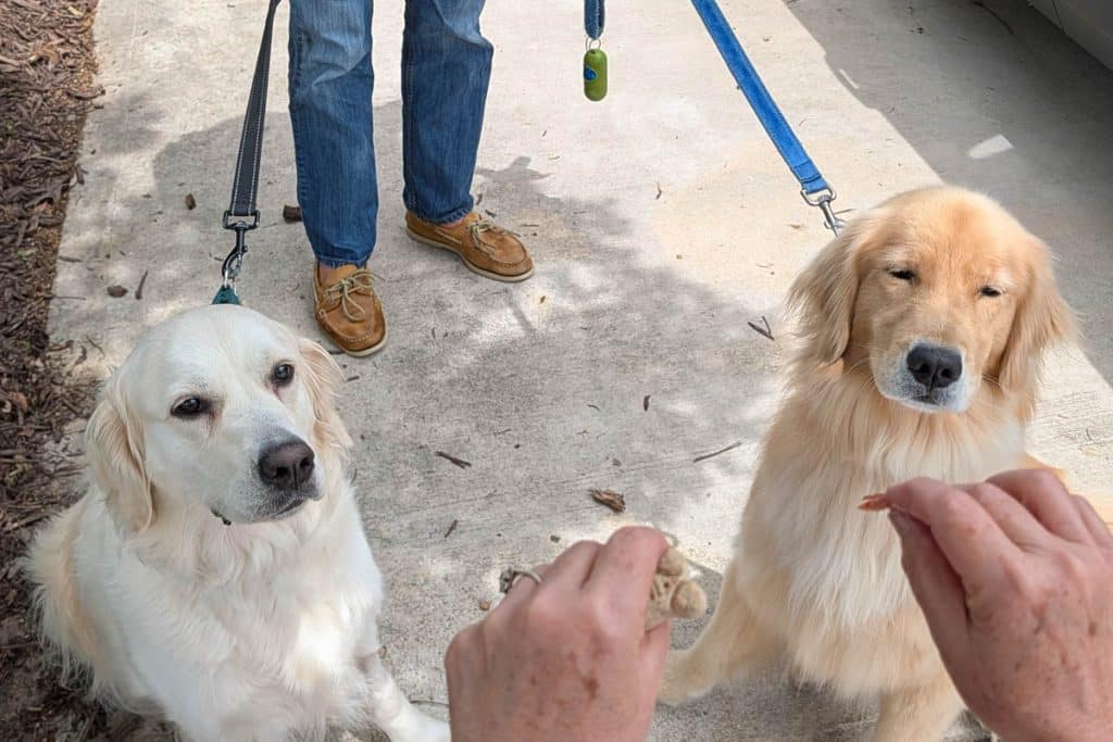 Two dogs