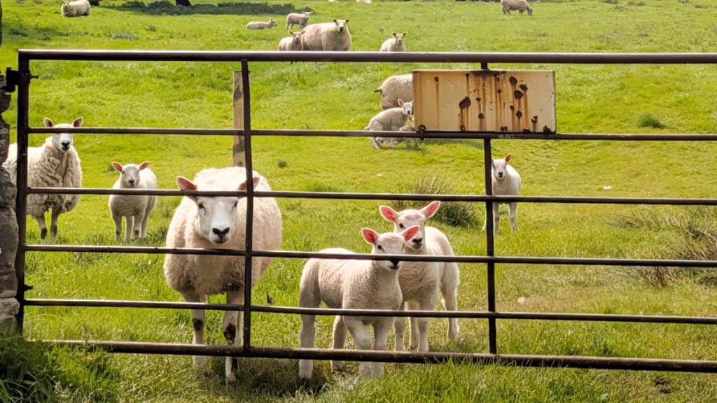 sheep
