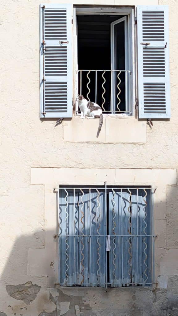 cat