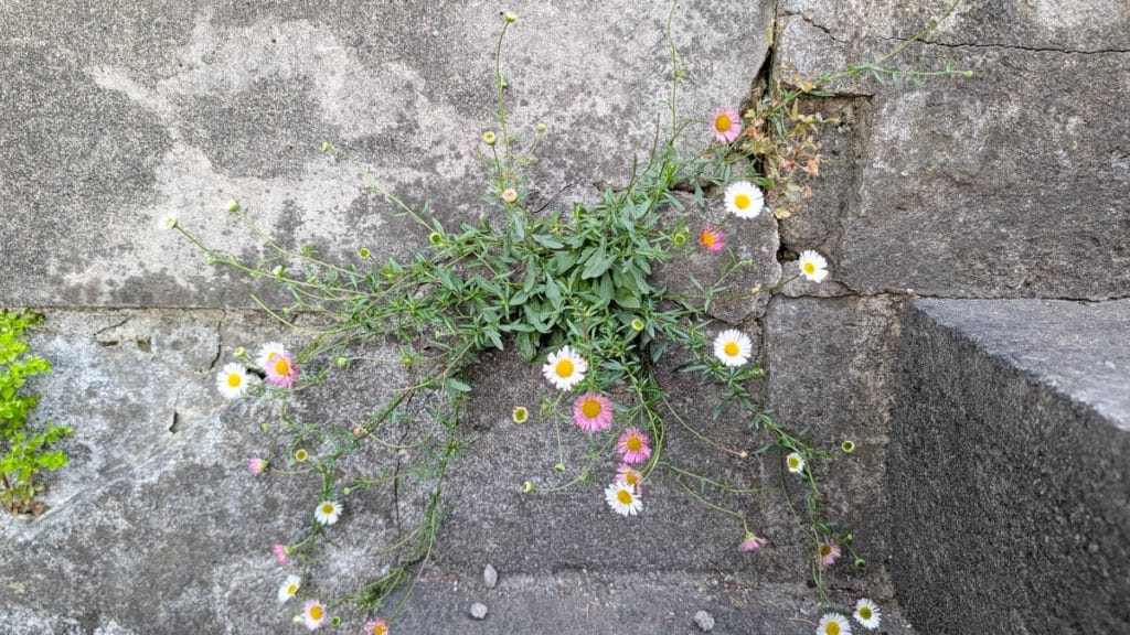 flowers.