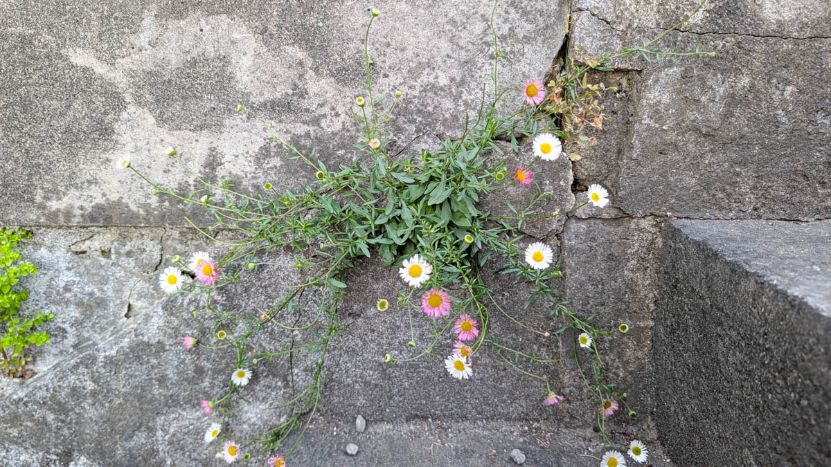 flowers.