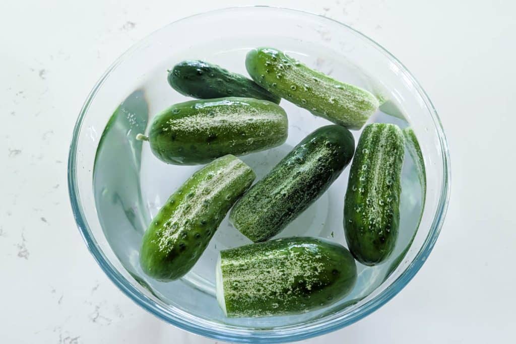 Soaking cucumbers in ice water before pickling.