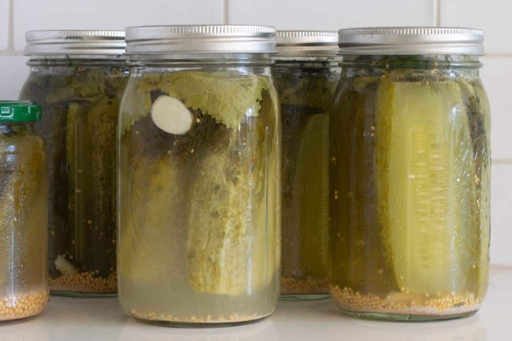 Jars of Fermented Dill Pickles