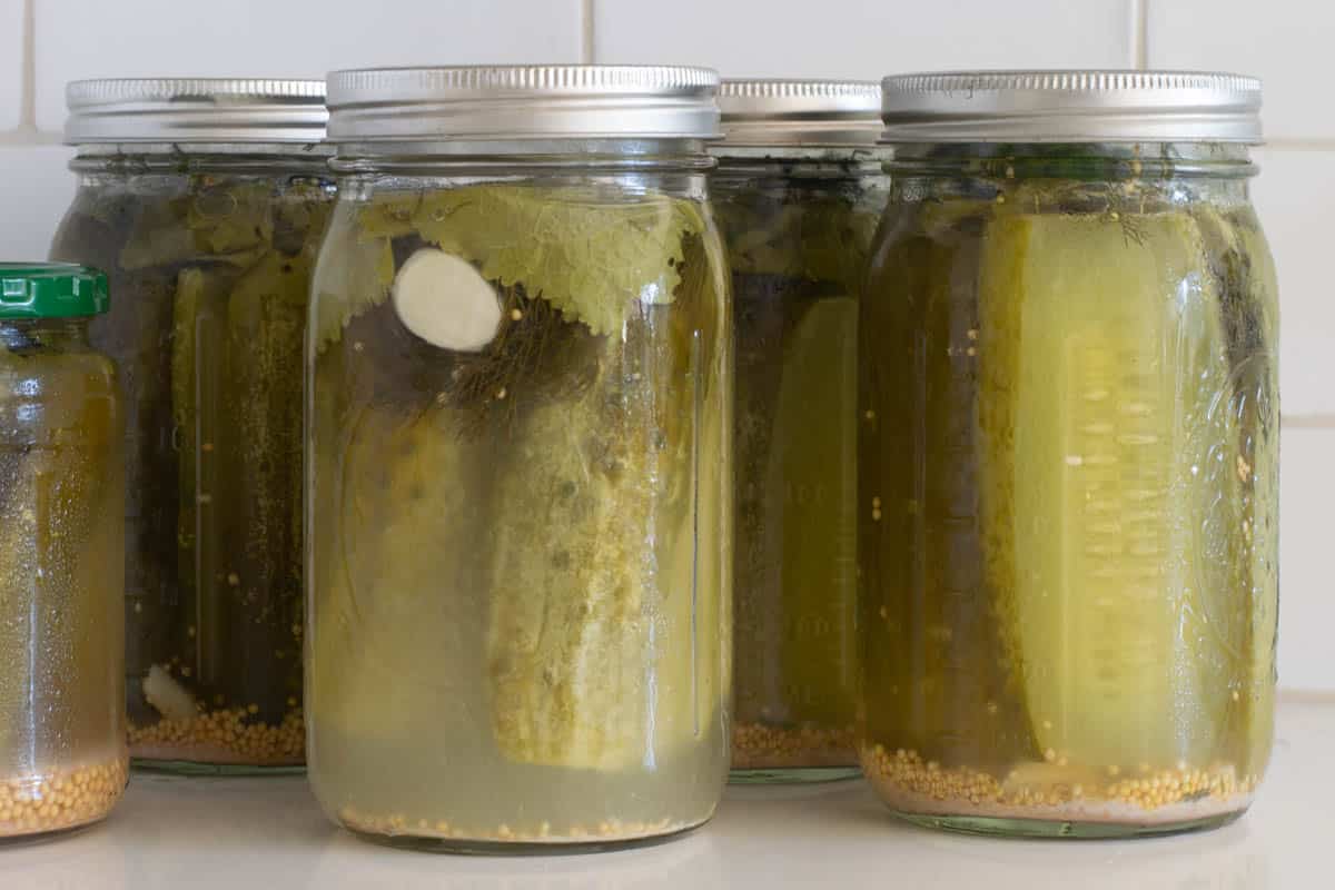 Jars of Fermented Dill Pickles