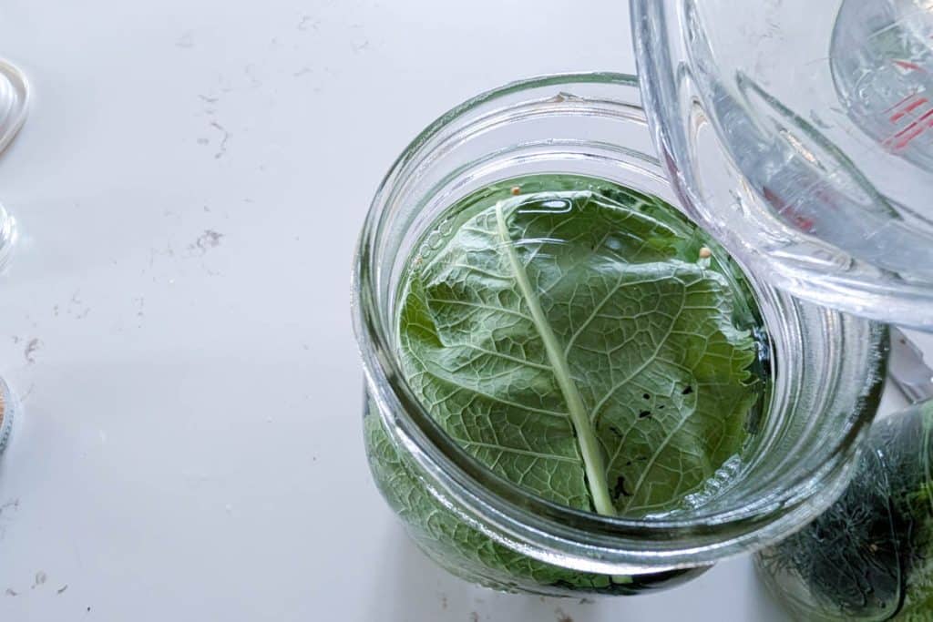 Horseradish leaf on jar of fermented pickles.